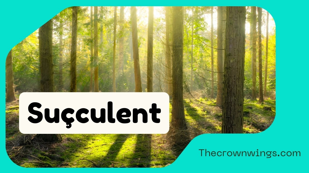 Suçculent